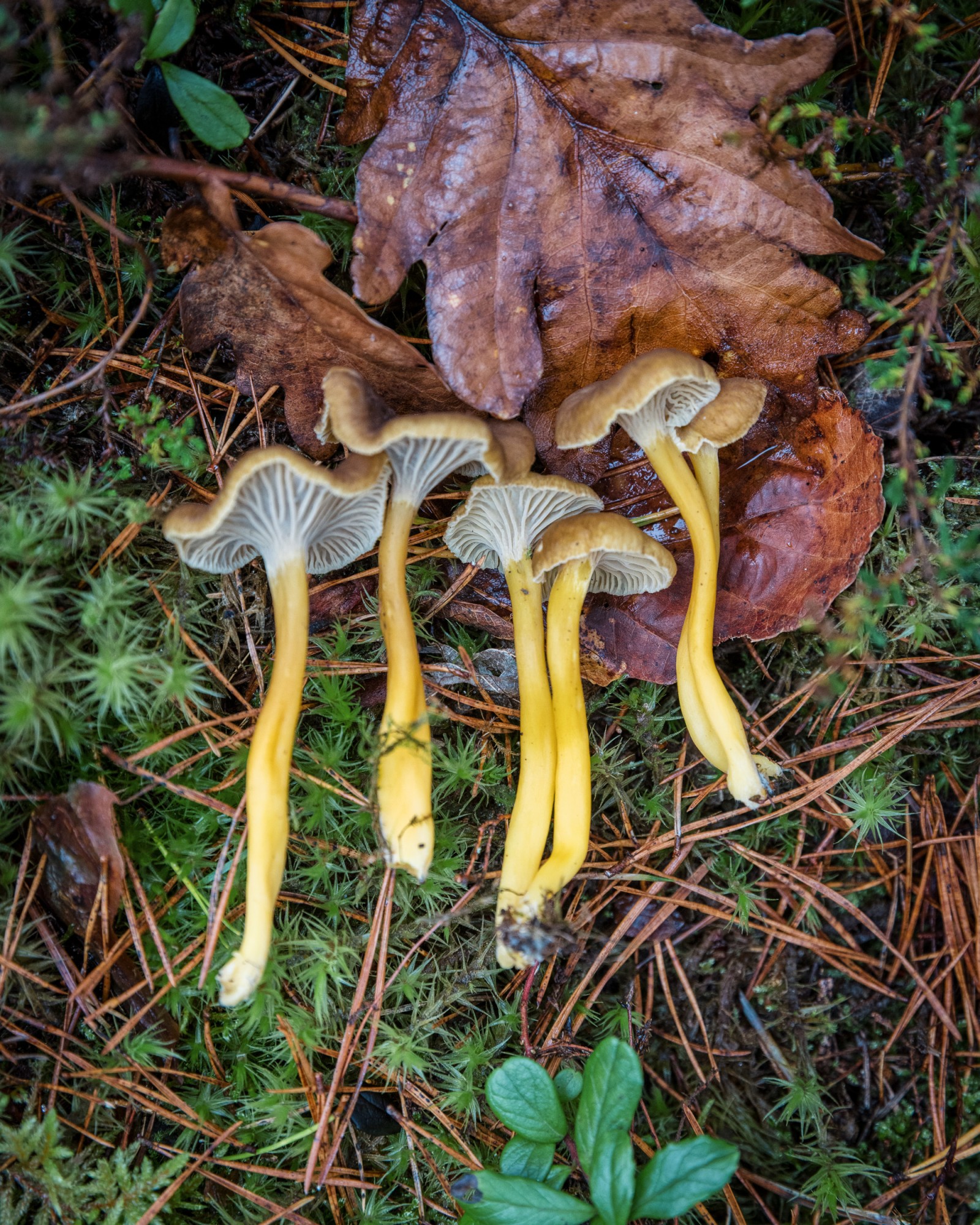 Craterellus tubaeformis