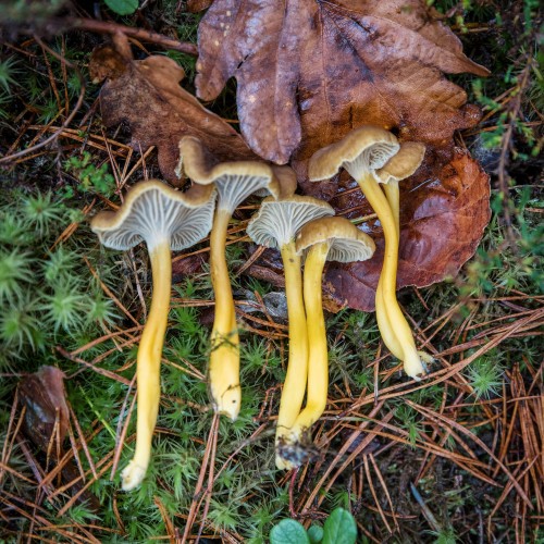 Craterellus tubaeformis
