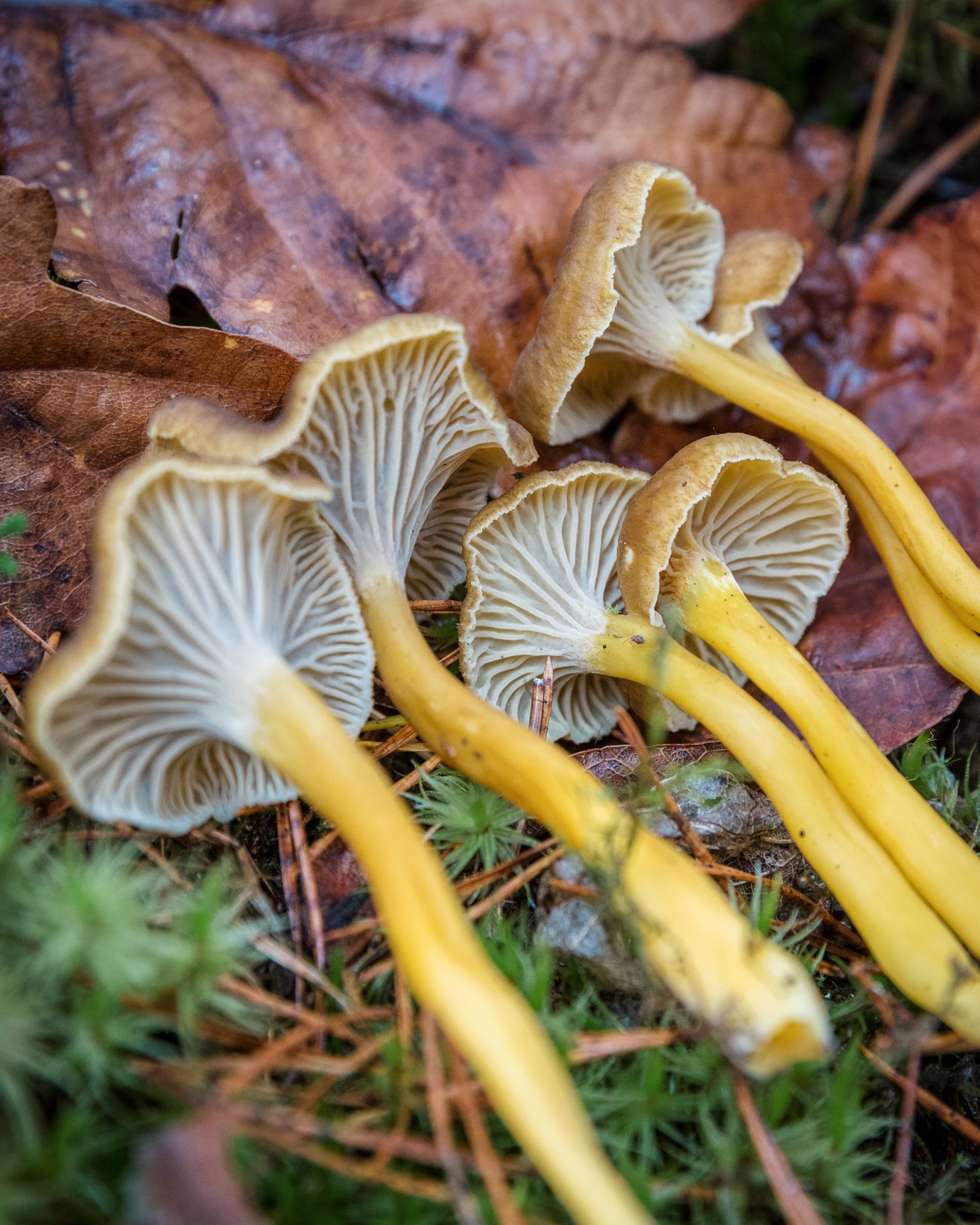 Craterellus tubaeformis