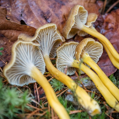 Craterellus tubaeformis