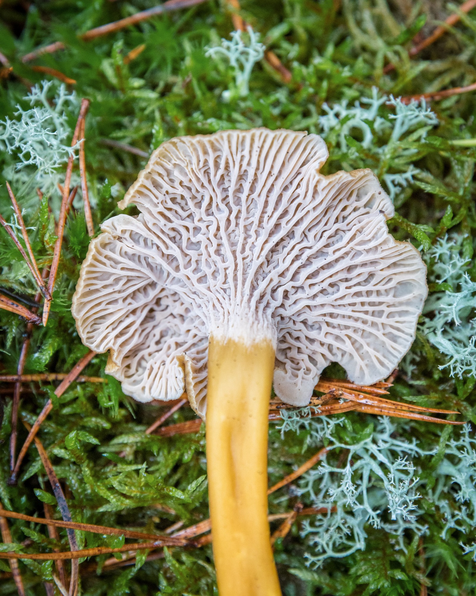 Craterellus tubaeformis
