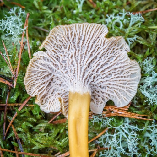 Craterellus tubaeformis