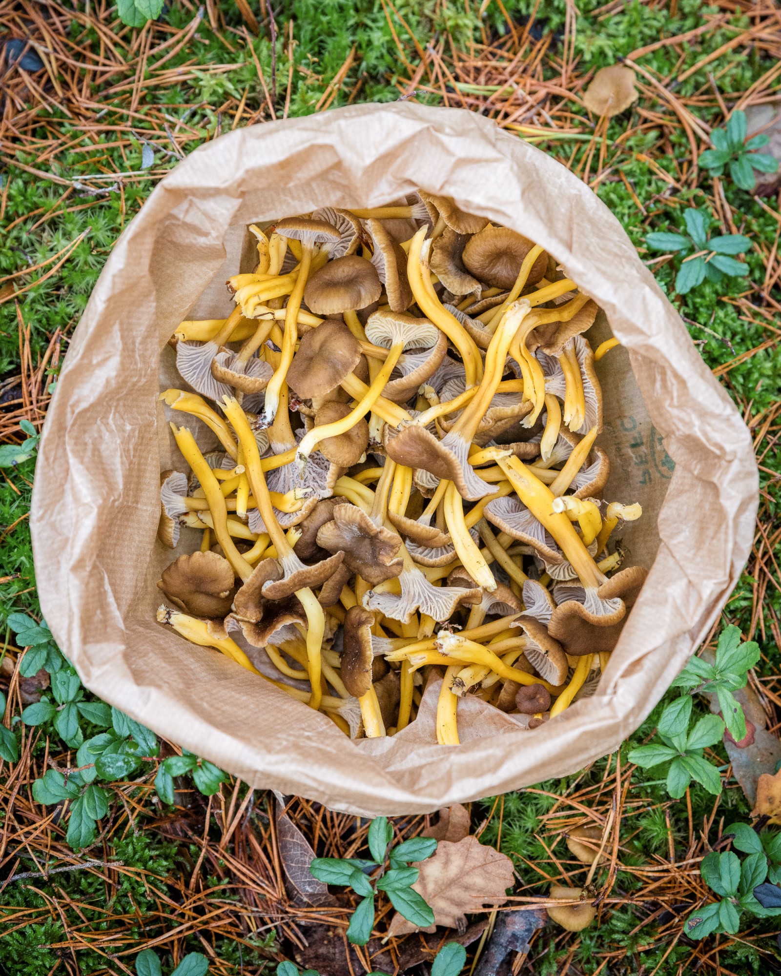 Craterellus tubaeformis