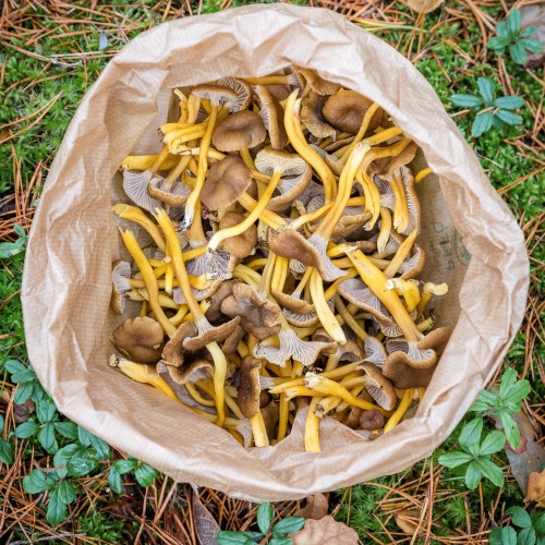 Craterellus tubaeformis