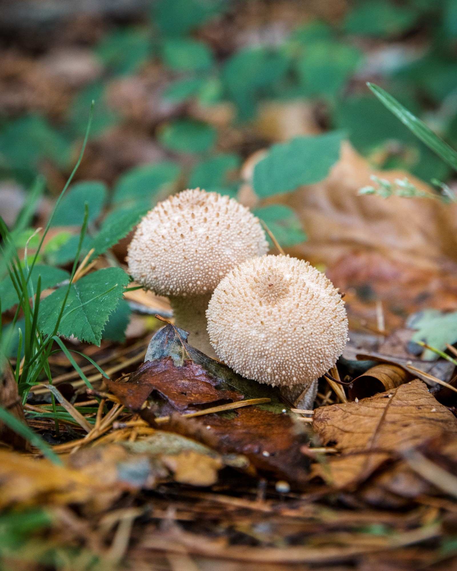 Lycoperdon perlatum