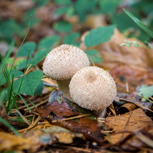 Lycoperdon perlatum