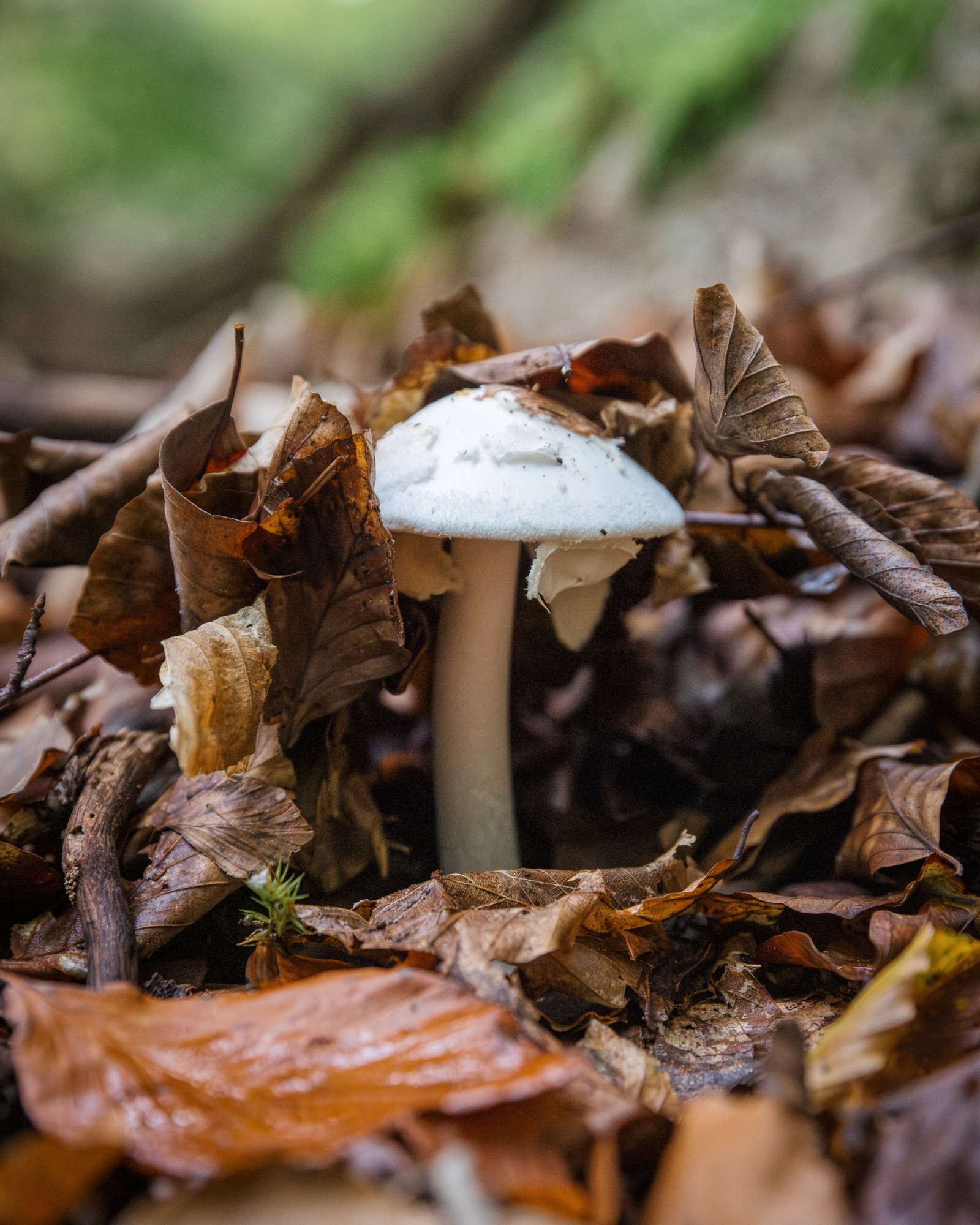 Amanita virosa