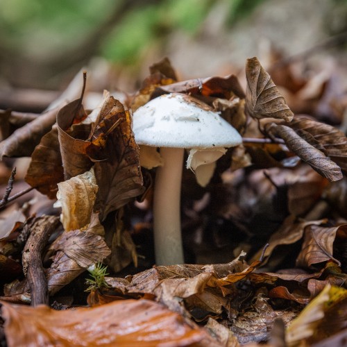 Amanita virosa