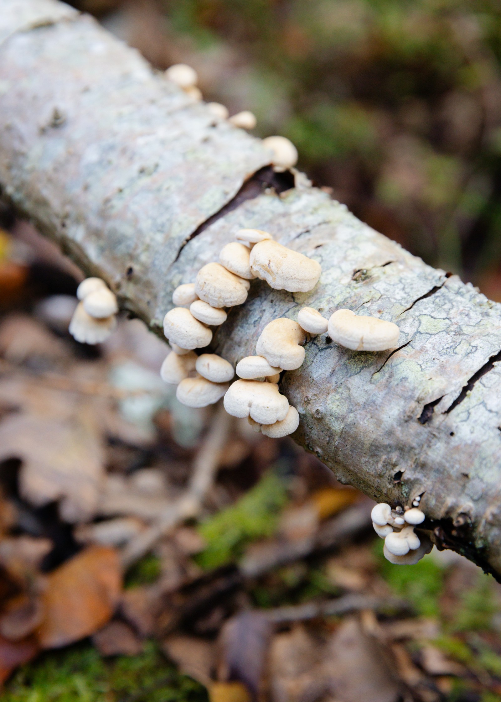 Panellus stipticus