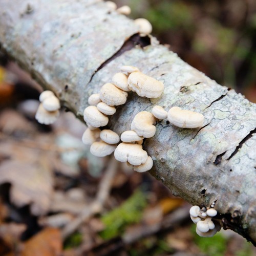 Panellus stipticus