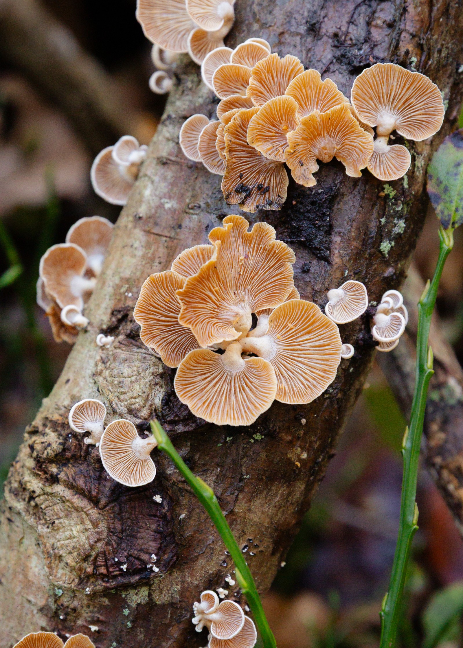 Panellus stipticus