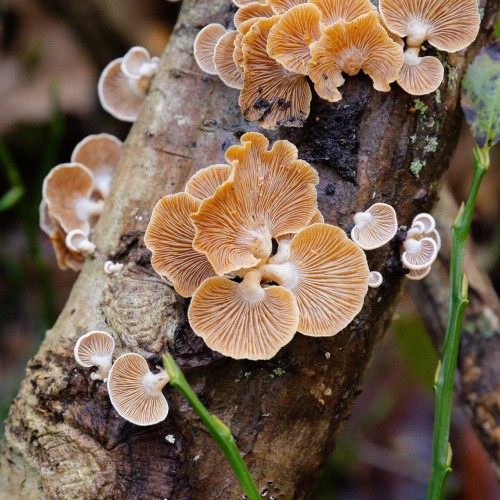 Panellus stipticus