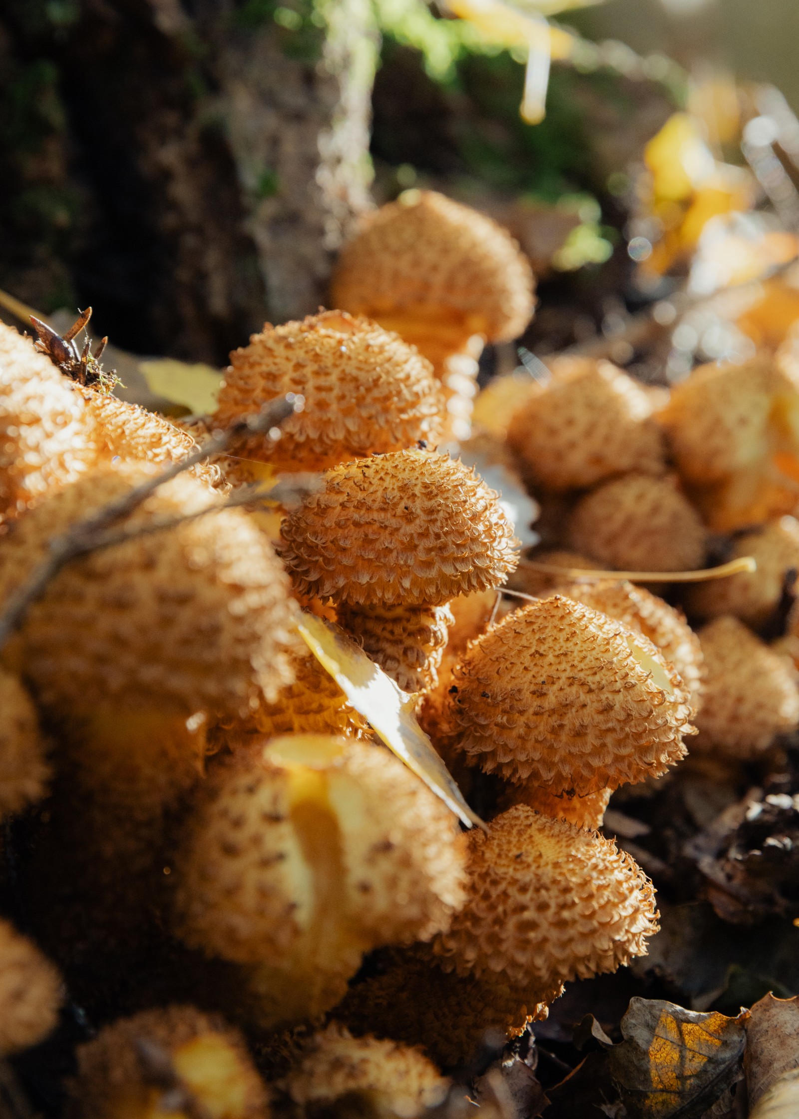 Pholiota squarrosa