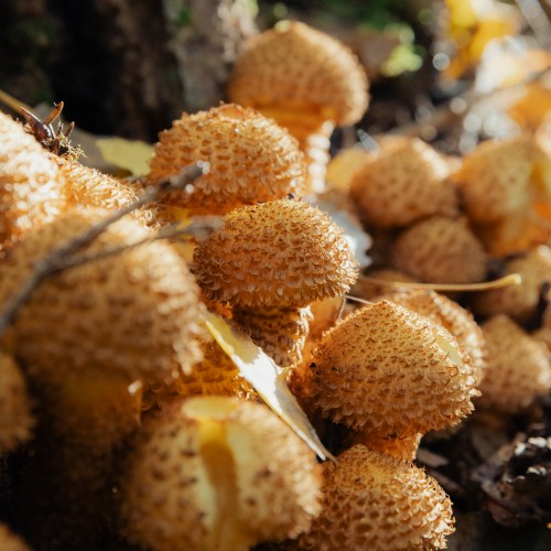 Pholiota squarrosa
