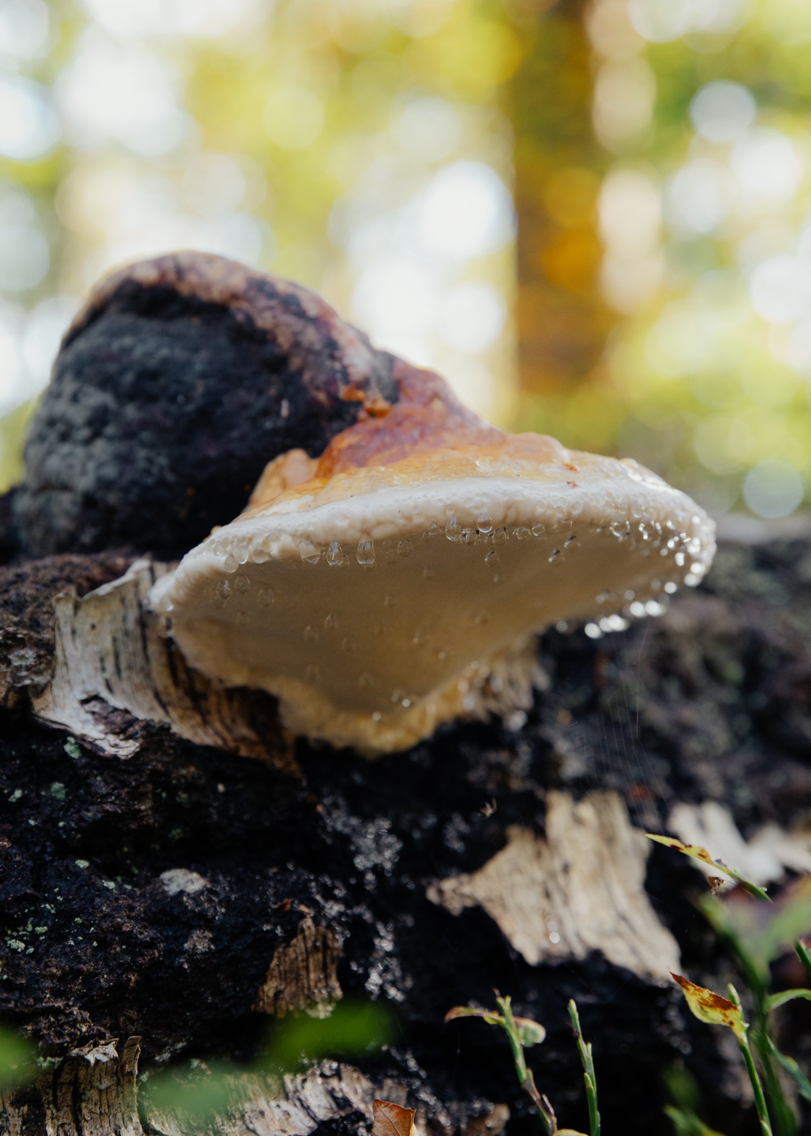 Fomitopsis pinicola
