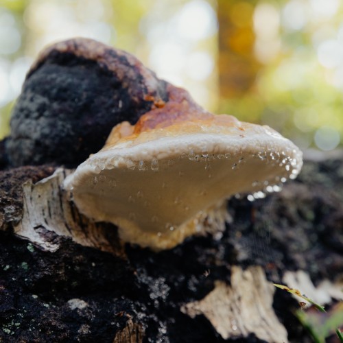 Fomitopsis pinicola