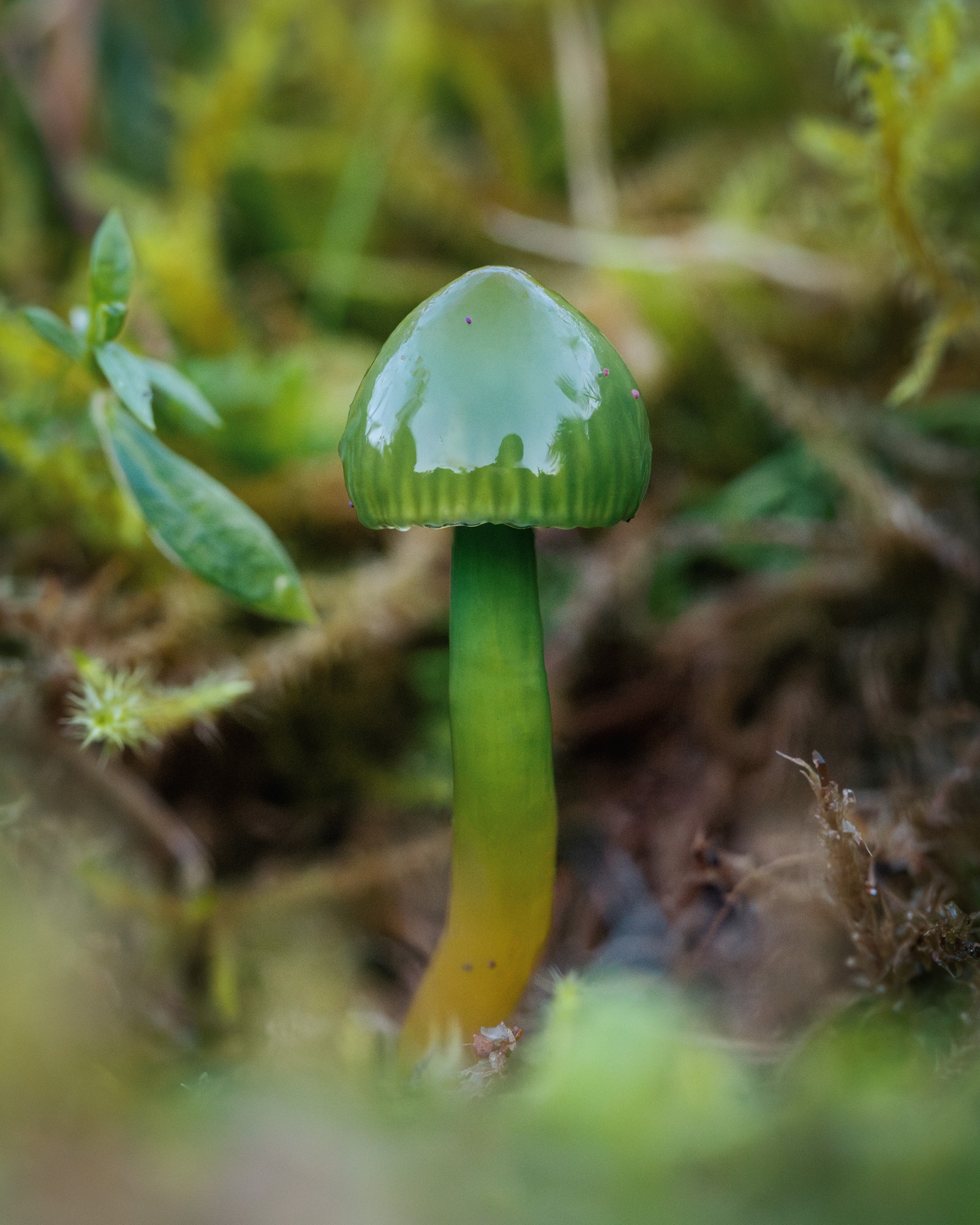 Gliophorus psittacinus