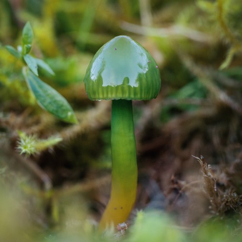 Gliophorus psittacinus