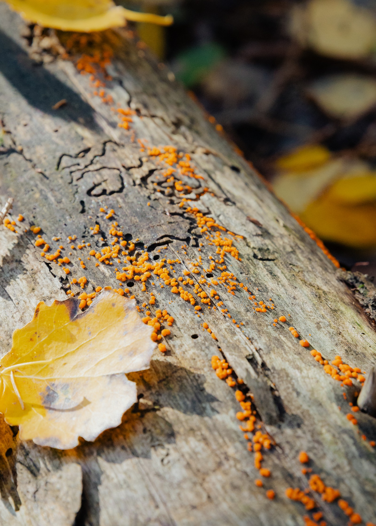 Dacrymyces stillatus