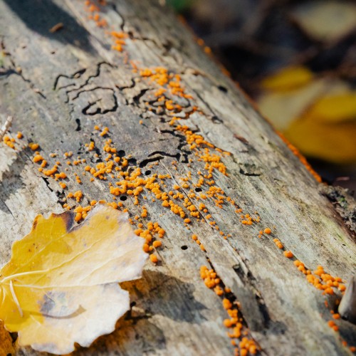Dacrymyces stillatus