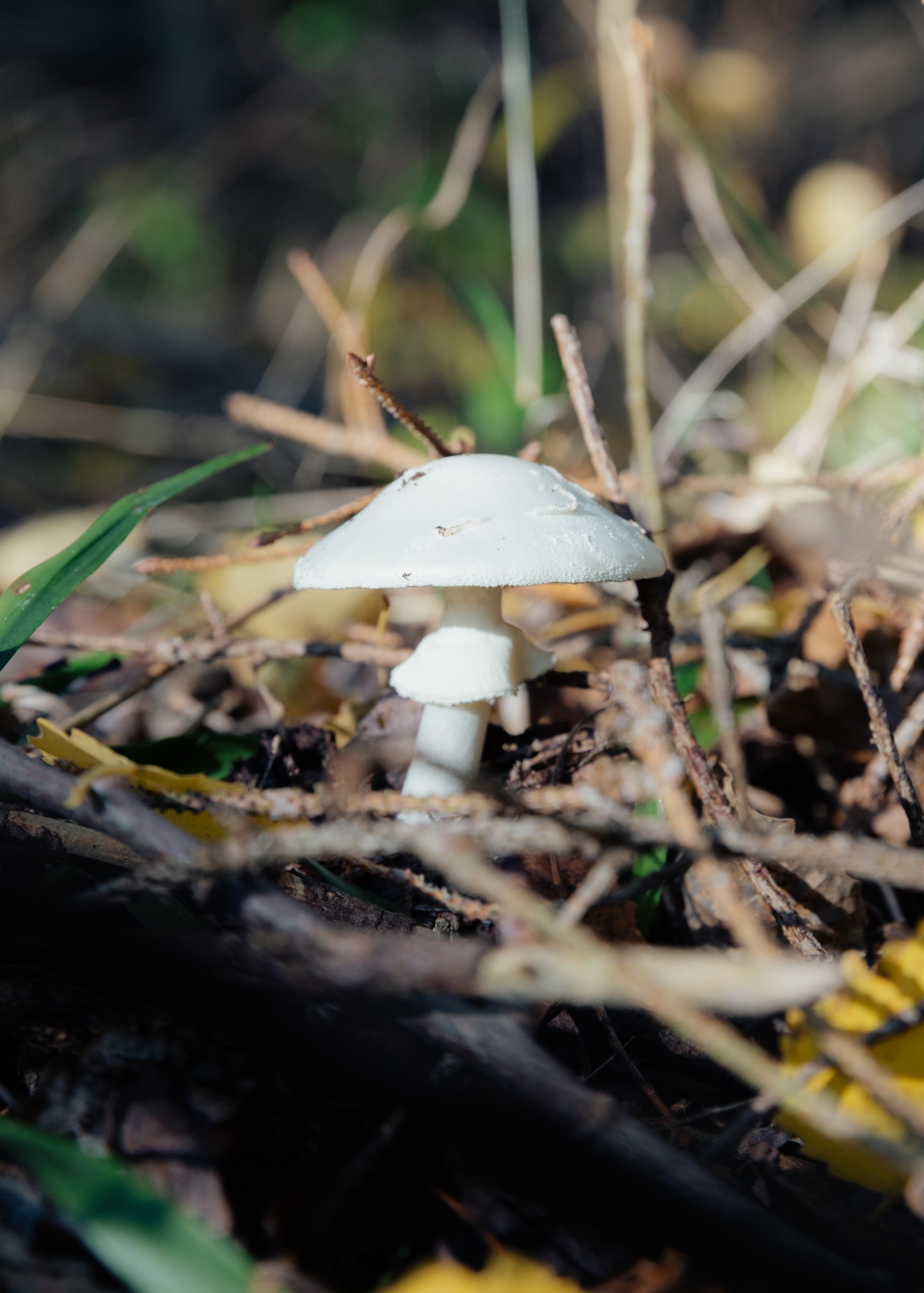 Amanita virosa