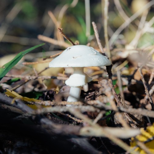 Amanita virosa