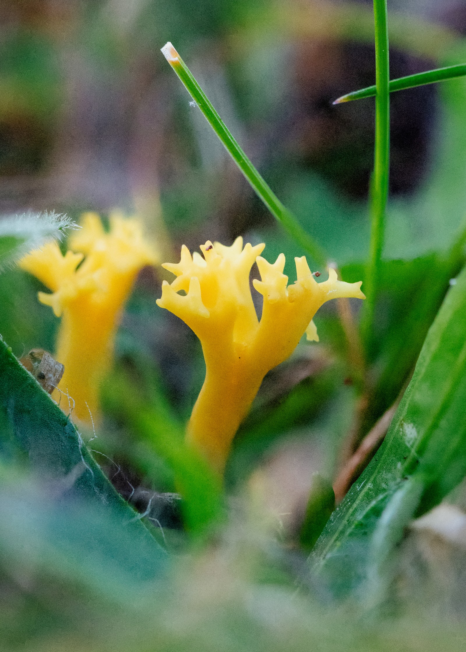Clavulinopsis corniculata
