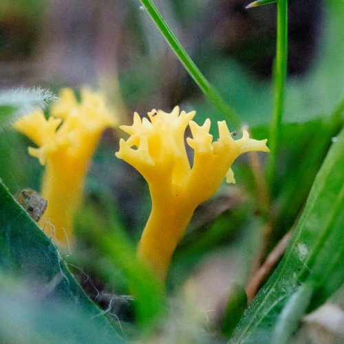 Clavulinopsis corniculata
