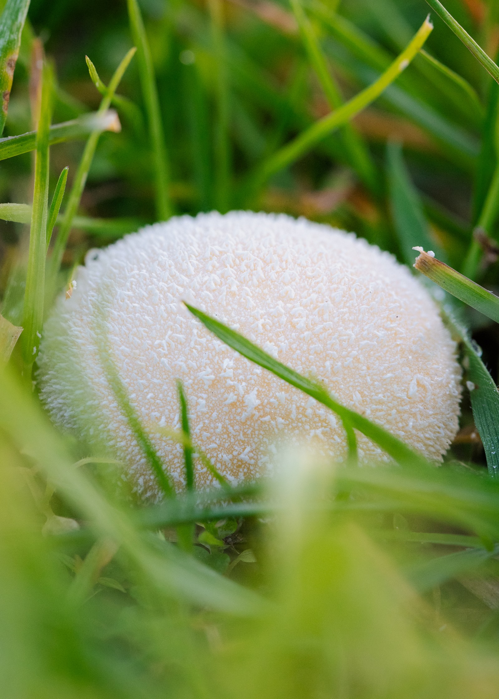 Lycoperdon pratense