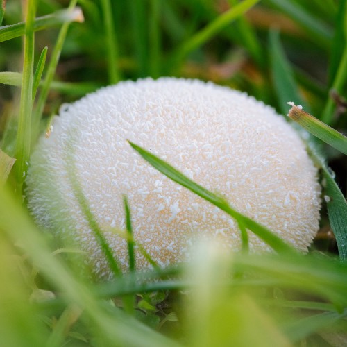 Lycoperdon pratense