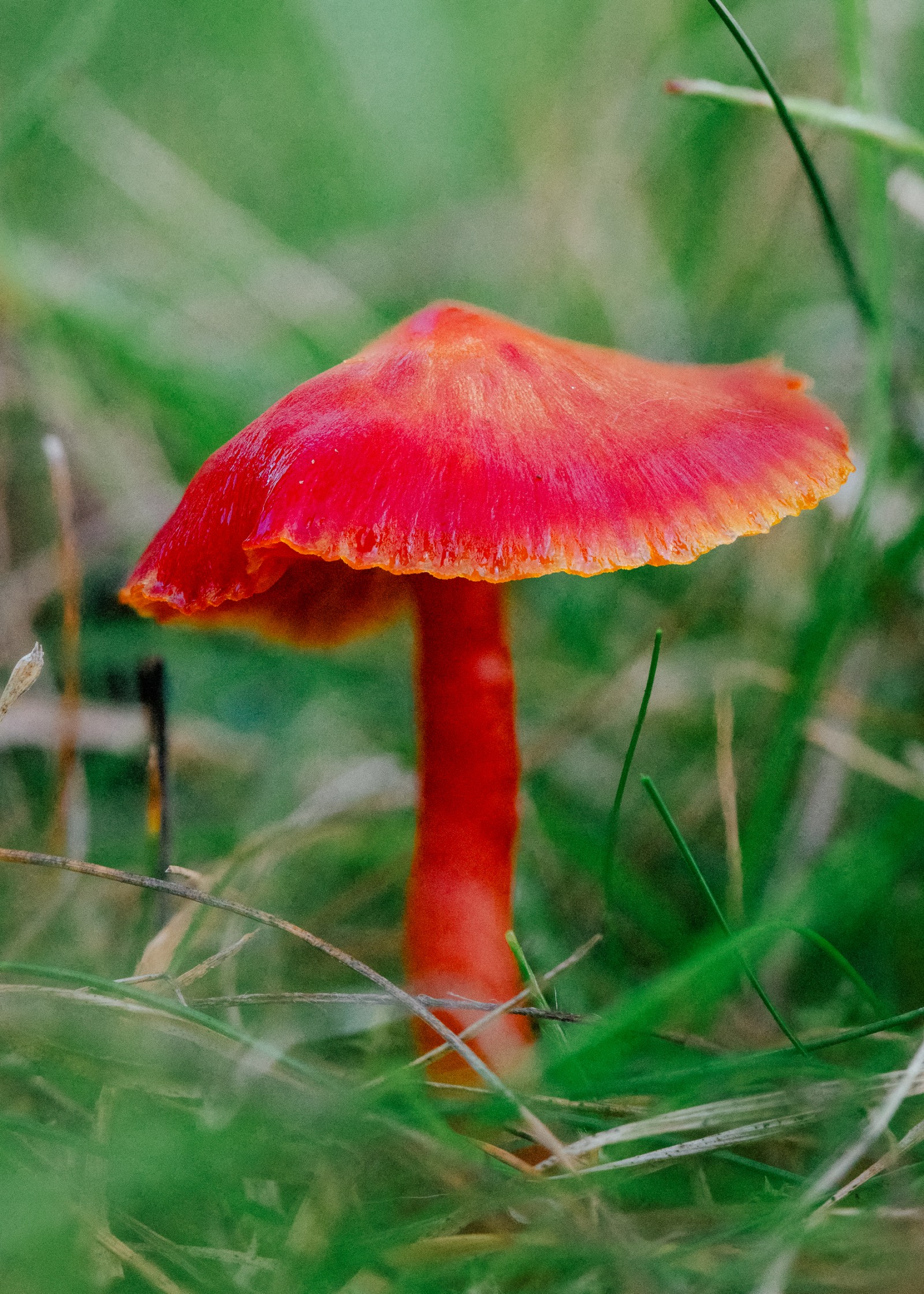 Hygrocybe coccinea