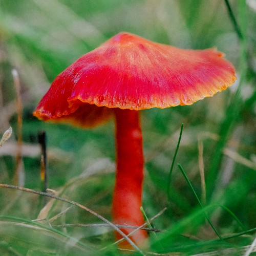 Hygrocybe coccinea