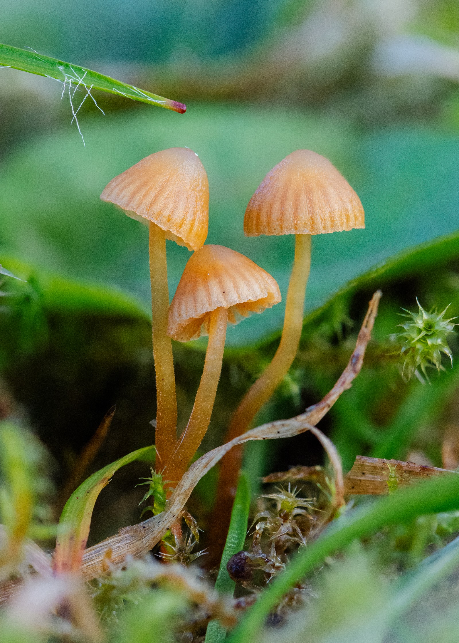 Galerina vittiformis