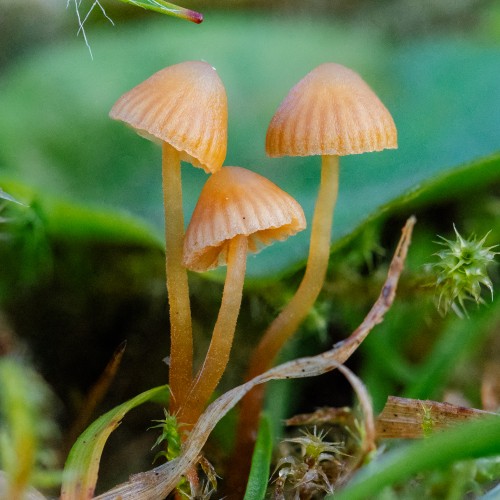 Galerina vittiformis