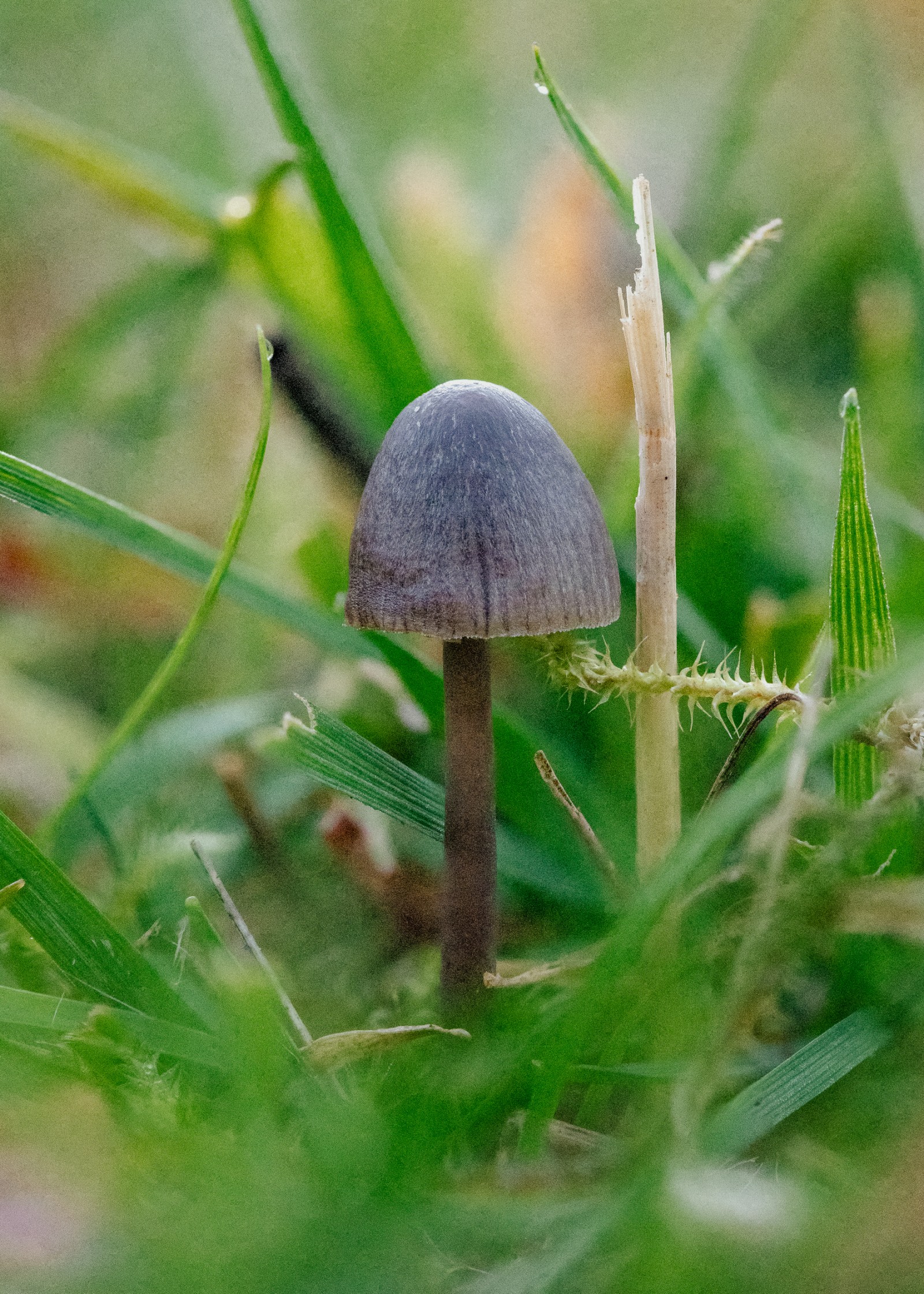 Mycena leptocephala