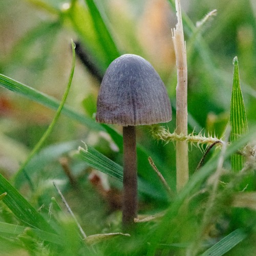 Mycena leptocephala