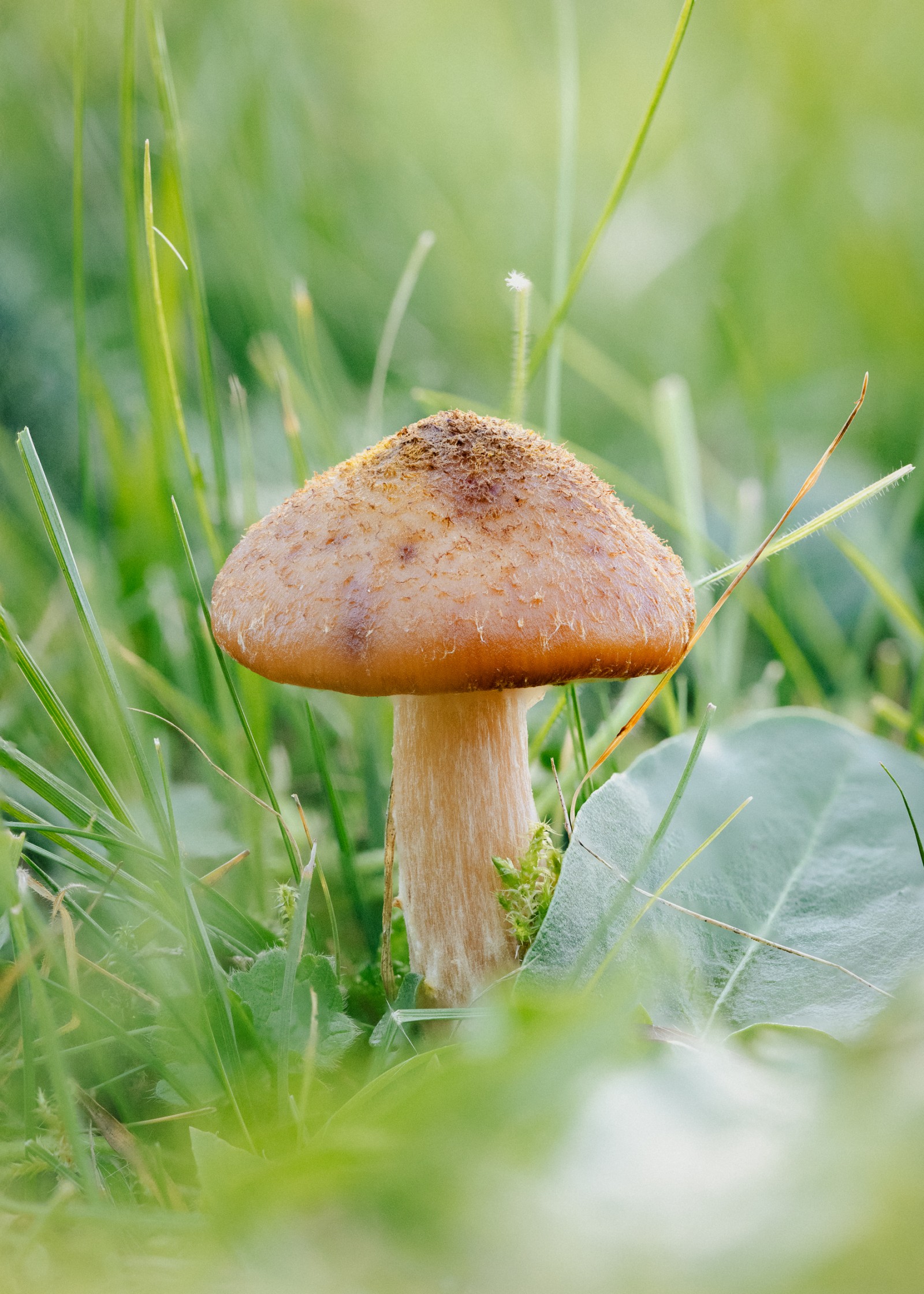 Armillaria lutea