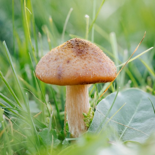 Armillaria lutea