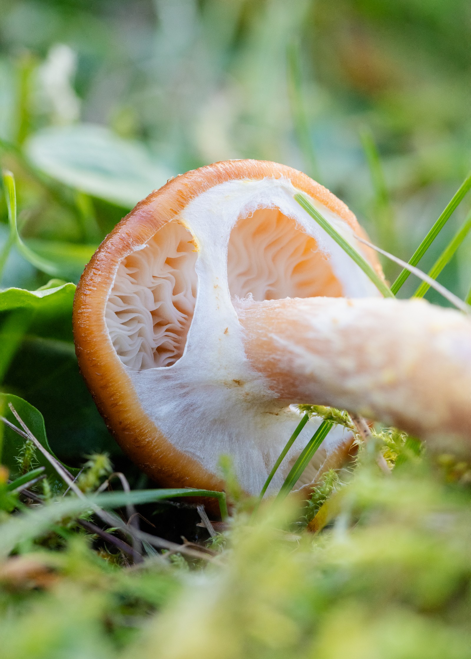 Armillaria lutea