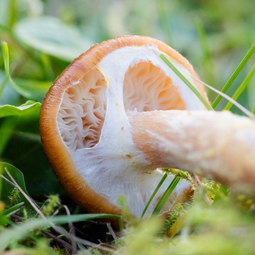 Armillaria lutea