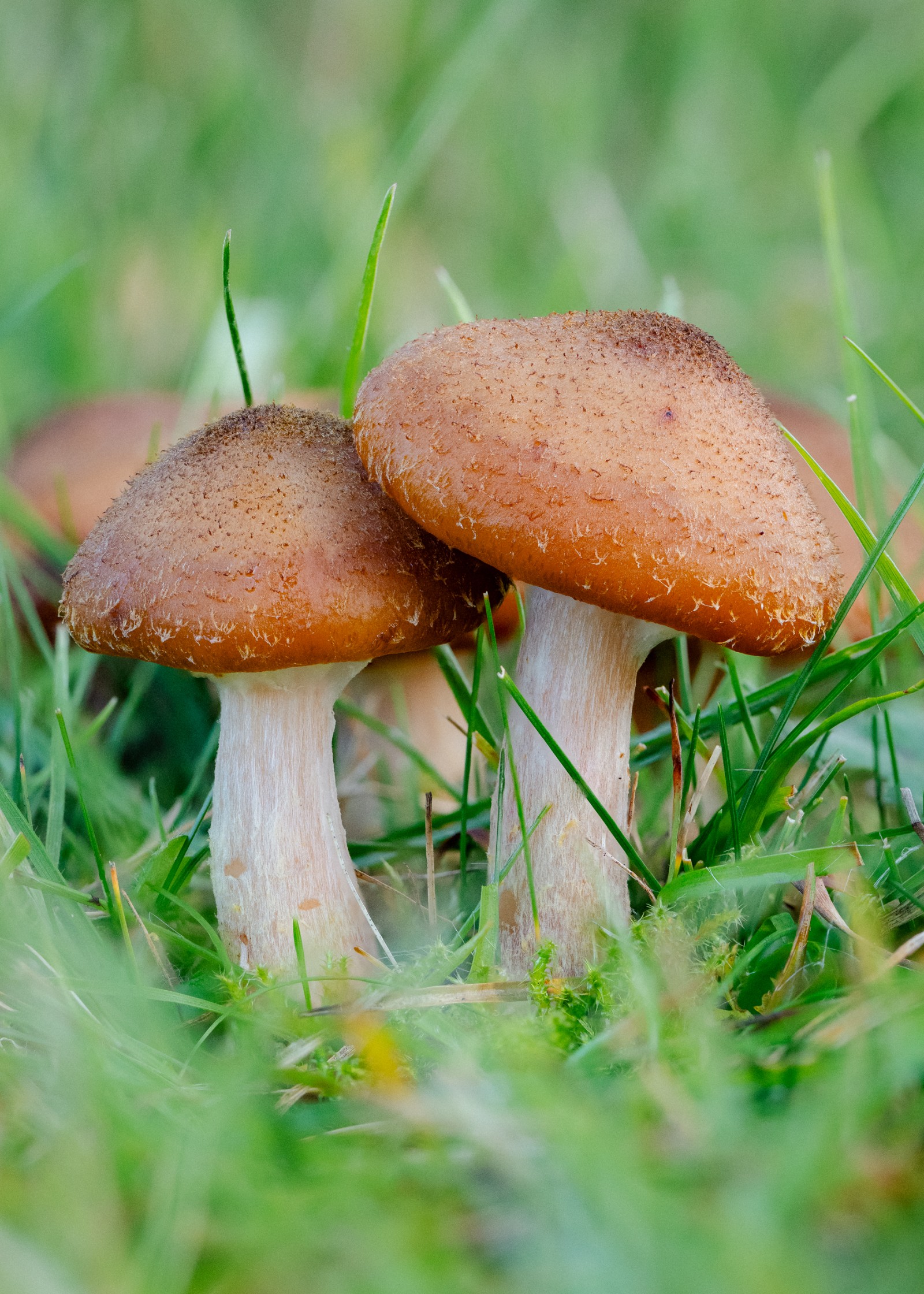 Armillaria lutea