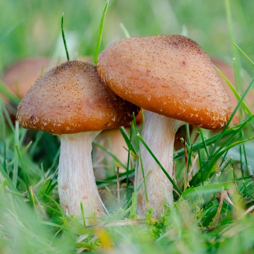 Armillaria lutea