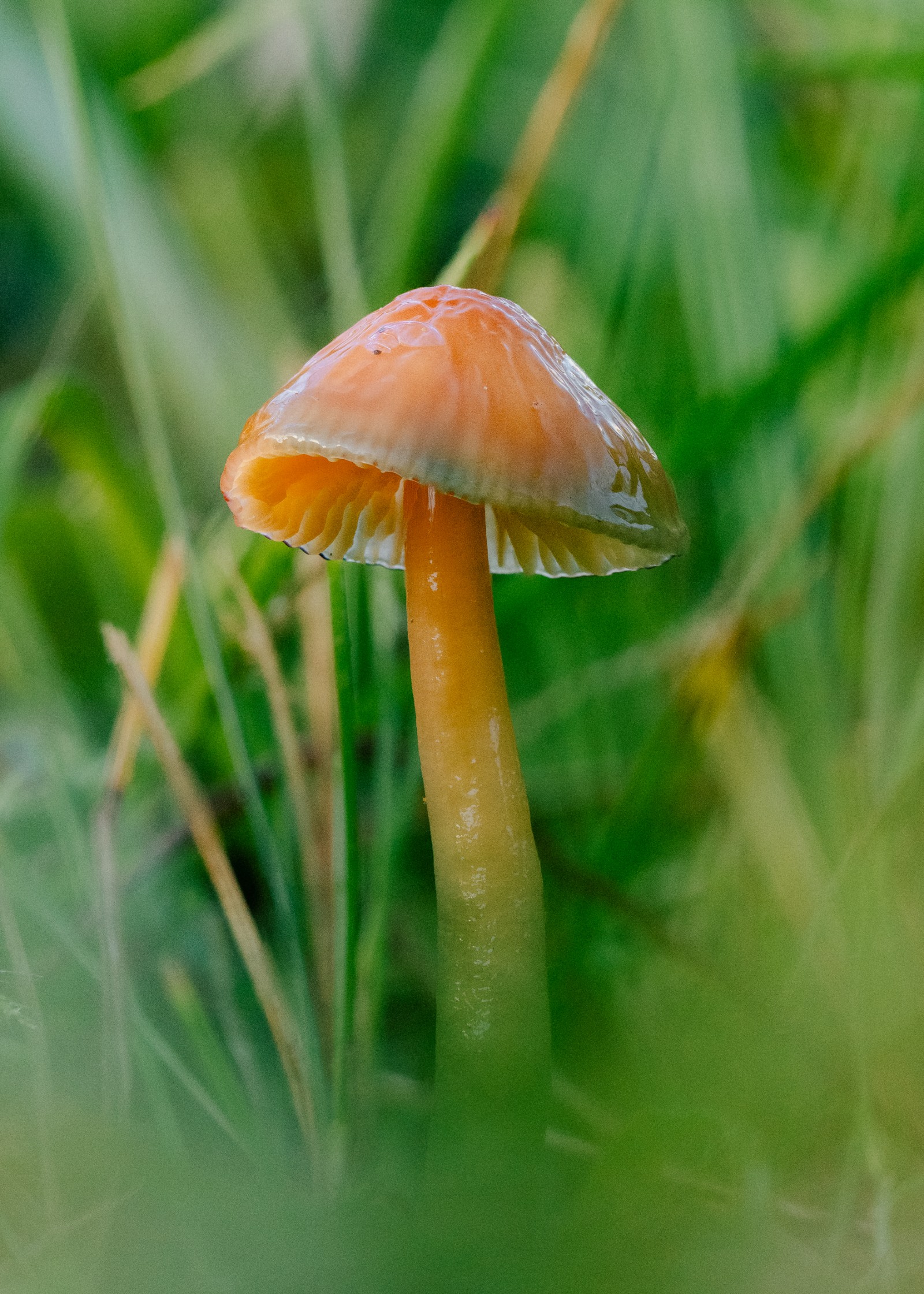 Gliophorus psittacinus