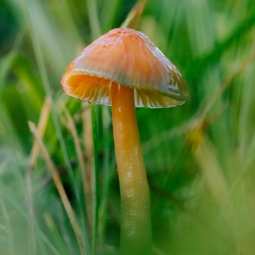 Gliophorus psittacinus