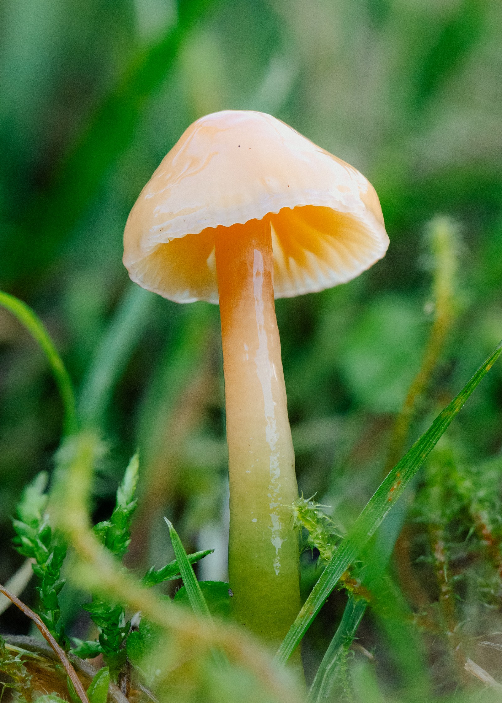 Gliophorus psittacinus