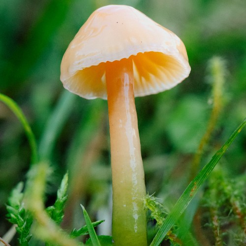 Gliophorus psittacinus