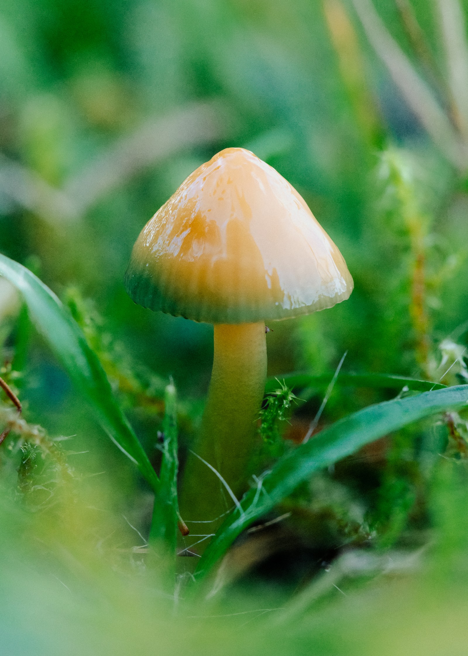 Gliophorus psittacinus