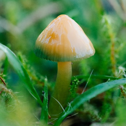 Gliophorus psittacinus