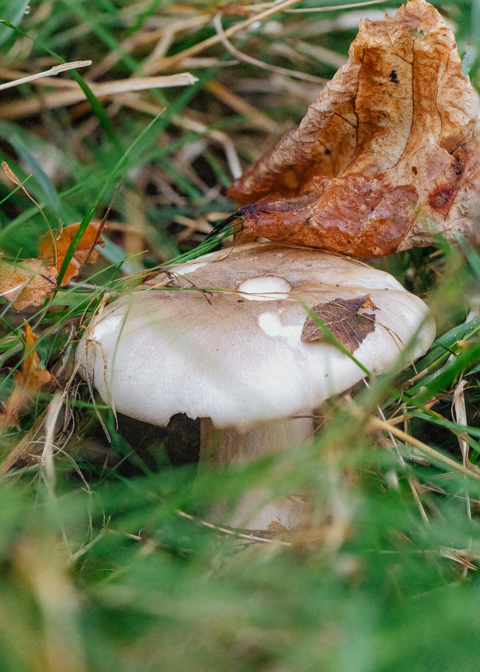 Clitocybe nebularis