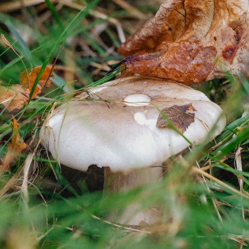 Clitocybe nebularis